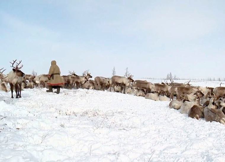 Глава Минсельхоза Коми обсудил с воркутинскими оленеводами их проблемы. Глава Минсельхоза Коми обсудил с воркутинскими оленеводами их проблемы.